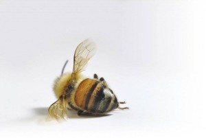 ネオニコチノイドによるミツバチの死